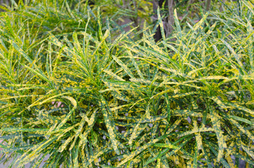 Beautiful and fascinating leaves