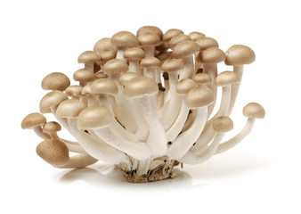 Fresh shiitake mushroom isolated on white background.