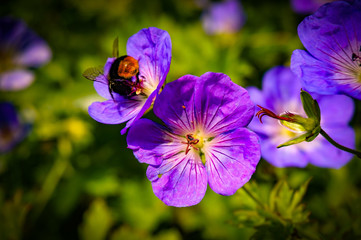 Fototapeta premium bumblebee