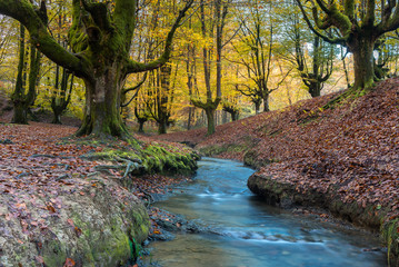 Otzarreta beech forest, Gorbea Natural Park, Basque Country, Spain	