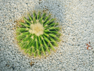 Echinocactus grusonii tree in gardening