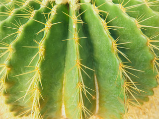 Echinocactus grusonii tree in gardening
