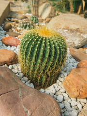 Echinocactus grusonii tree in gardening
