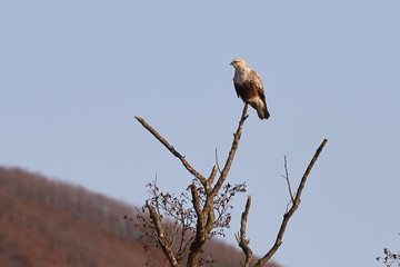 Japanese buzzard or Eastern buzzard (Buteo japonicus) sitting on tree branch on blurred background...