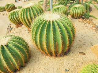 Echinocactus grusonii tree in gardening