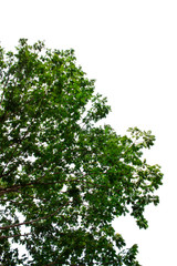 Isolated tree on white background