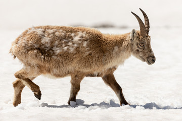 Ibexes running in the snow, Grand Veymont, Vercors, France