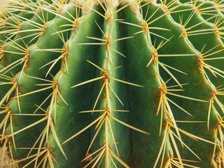 Echinocactus grusonii tree in gardening