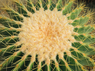 Echinocactus grusonii tree in gardening