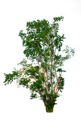 Isolated tree on white background