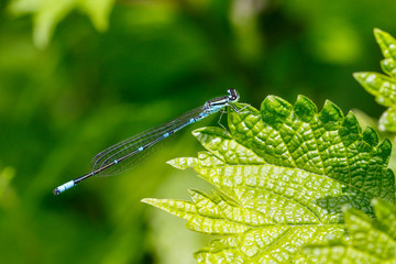 オゼイトトンボ