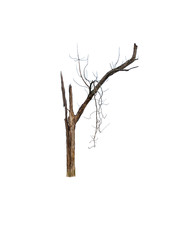 Dead tree on white background
