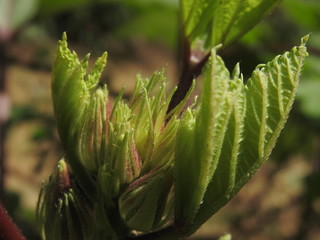 green plant in the garden