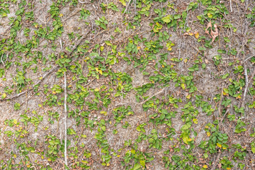 green ivy leaf on the wall