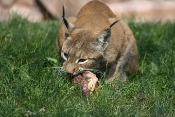 luchs