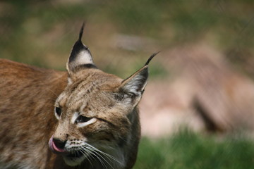 luchs