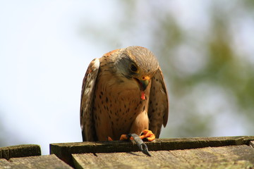 falke