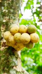 Langsad longkong fruit (Lansium parasiticum) hanging on tree in tropical garden