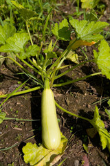 The ripe big fruit of a vegetable marrow lies on the earth.