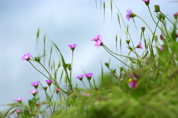spring flowers in grass