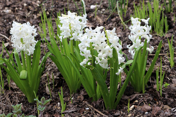 Fototapeta premium White Hyacinth flowers growing in Spring
