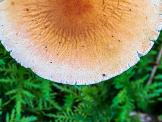 Bavarian Forest with Fall Mushroom season