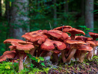 Bavarian Forest with Fall Mushroom season