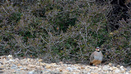 Chukar partridge (Alectoris chukar), Greece