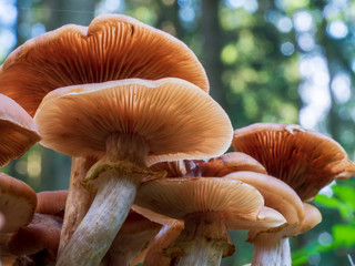 Bavarian Forest with Fall Mushroom season