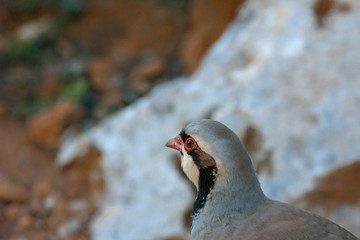 Chukar partridge (Alectoris chukar), Greece