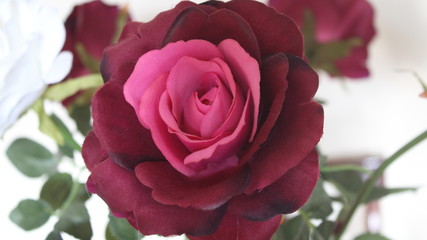 Spectacular photo of a pink flower and red of great beauty