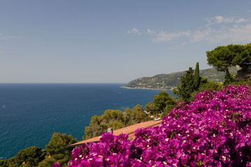 panoramic view of ligurian riviera with mountains and flowering rhododendrons - obrazy, fototapety, plakaty