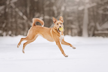 mixed breed dog running outdoors in the snow