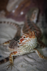 bearded dragon