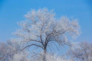 Winter Rime Scenery at Daytime in Famous Rime Island in a winter day, Jilin Province, China