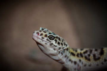 leopardgecko