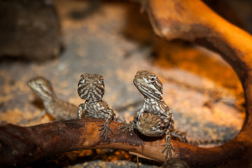 little bearded dragons