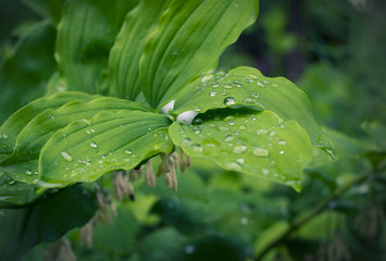 Leaves of Convallaria majalis, covered with water drops after rain