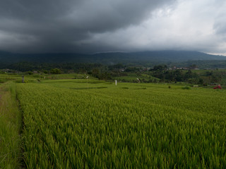 Indonesia, november 2019: Jatiluwih rice terraces. The beautiful rice fields in bali have been designated the prestigious UNESCO world heritage site. Bali Rice Terraces