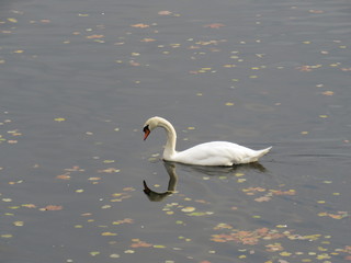 Swan floating over the lake