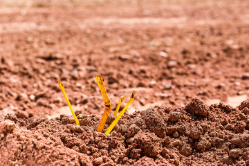 Waste from plastic tubes in the soil. Imagine being a resurrected monster.