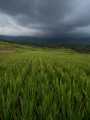 Indonesia, november 2019: Jatiluwih rice terraces. The beautiful rice fields in bali have been...
