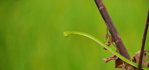 green snake camouflage hanging on tree and look forward at camera