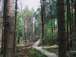 path in forest