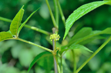 Branch of bush (Eleutherococcus senticosus) 7