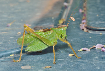 Male of grasshopper 4