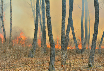 Fire in forest 8