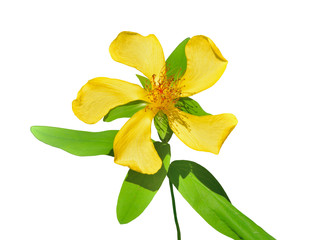 Flower of hypericum (Hypericum gebleri) 5