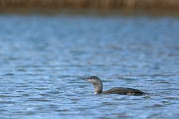 Red-throated Loon (Gavia stellata), Crete