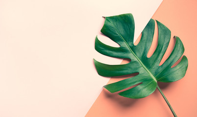 Beautiful monstera leaves (leaf) on colorful for decorating composition design background © hakinmhan